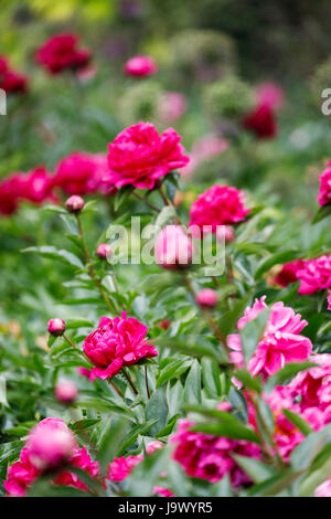 Pretty Pink Colour Peonies Flowers In White Vase Inside Of Light Warm  Living Room, Selective Close Up Focus On Bouquet, No People. Concept Of  Modern Cozy Residential Flat Interior Detail Decoration Stock