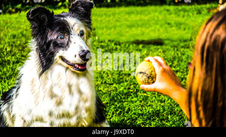 Border collie fixated on ball held by little girl. Stock Photo