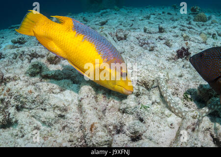 Spanish hogfish (Bodianus rufus) closely watching and following a hunting Sharptail eel (Myrichthys breviceps).  Bonaire, Netherlands Antilles, Caribb Stock Photo