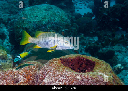 Schoolmaster [Lutjanus apodus].  Netherlands Antilles, Bonaire, Caribbean, Atlantic Ocean. Stock Photo