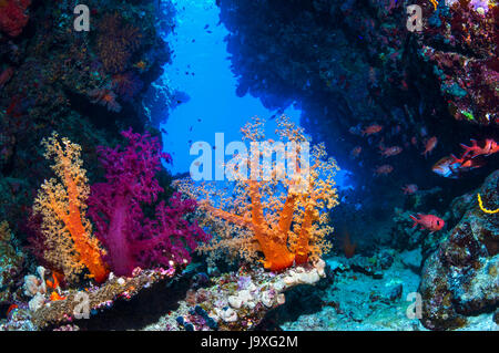 Soft corals [Dendronephthya sp.].  Egypt, Red Sea. Stock Photo