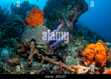 Coral reef scenery with Orange elephant ear sponges (Agelas clathrodes), a Stove-pipe sponge (Aplysina archeri) and Boulder brain coral (Colpophyllia  Stock Photo