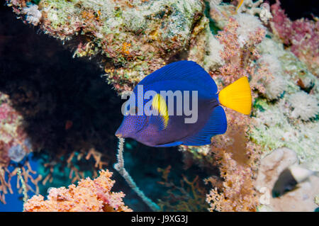Yellowtail surgeonfish [Zebrasoma xanthurum].  Range: Red Sea to Arabian Gulf.  Egypt, Red Sea. Stock Photo