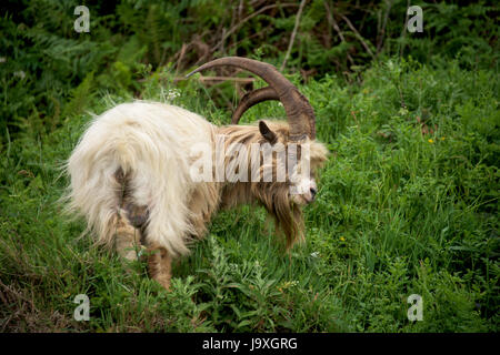 Welsh Mountain Goat on coastal region of North Wales, Snowdonia. Stock Photo