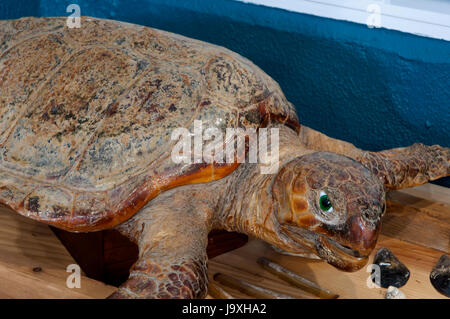 Museum of the Sea - Loggerhead turtle, San Cibrao-Cervo, Lugo province, Region of Galicia, Spain, Europe Stock Photo