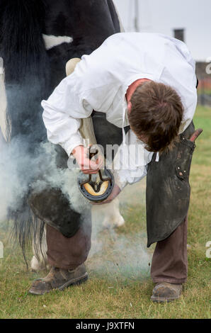 Traditional Farrier fitting horse shoe, North Wales, UK Stock Photo