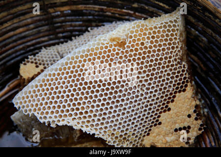 Collected honeycombs in the basket in the Sundarbans, a UNESCO World Heritage Site and a wildlife sanctuary. The largest littoral mangrove forest in t Stock Photo