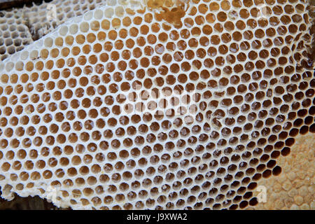 Collected honeycombs in the basket in the Sundarbans, a UNESCO World Heritage Site and a wildlife sanctuary. The largest littoral mangrove forest in t Stock Photo