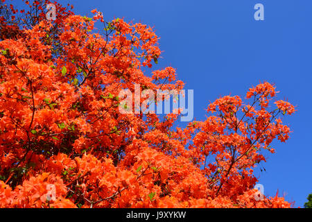 Orange Azalea Stock Photo