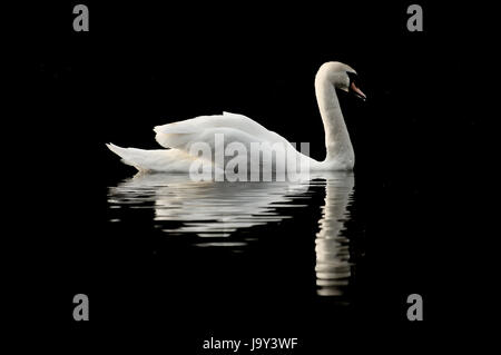 Swan on Black Lake with Reflection Stock Photo