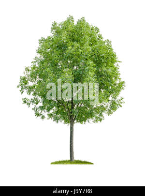 leaf, environment, enviroment, isolated, freestanding, optional, tree, green, Stock Photo