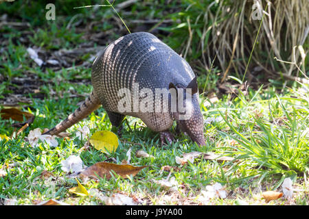 close up of a nine banded armadillo in a yard looking for insects on the ground. Stock Photo