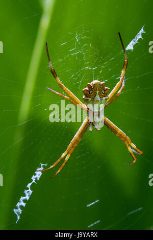 close up of a large spider on its web with a bright green leaf in the background, photo taken in Costa Rica Stock Photo