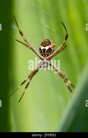 close up of a large spider on its web with a bright green leaf in the background, photo taken in Costa Rica Stock Photo