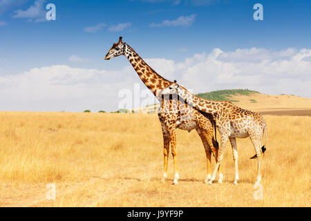 Giraffe and calf standing together in savanna Stock Photo