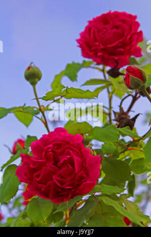 Red roses on the bush over blue sky Stock Photo