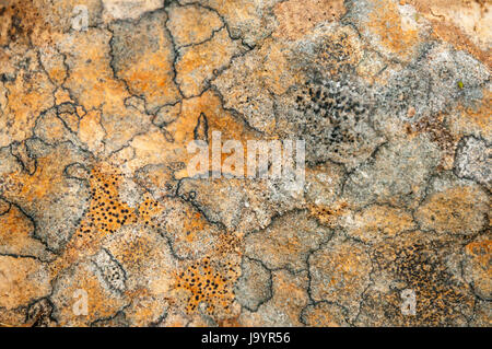 Lichen and Algae patterns on a rock in the Highlands of Scotland Stock Photo