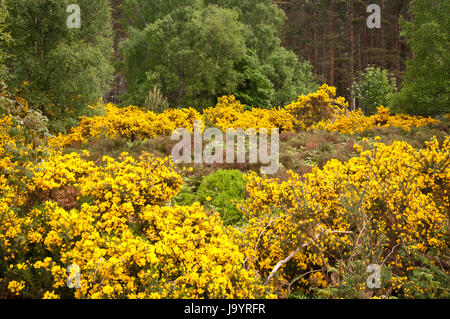 Masses of Gorse, Ulex europaeus, on the shores of Loch Ness in the Highlands of Scotland Stock Photo