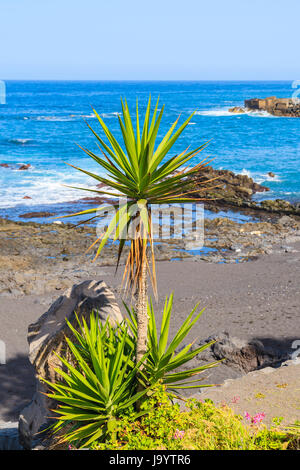 Green agave plant against beach and ocean in Puerto de la Cruz town, Tenerife, Canary Islands, Spain Stock Photo