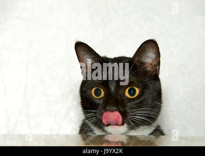 Portrait of one Tuxedo cat sitting peaking over a counter top licking face in anticipation of food. A tuxedo cat, or Felix cat in the UK, is a bicolor Stock Photo