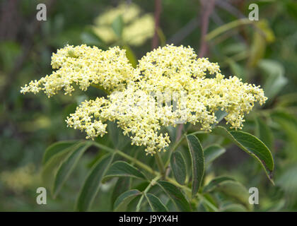 Close up on a cluster of Cornus drummondii flowers, commonly known as the roughleaf dogwood, is a small deciduous tree that is native primarily to the Stock Photo