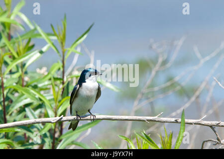 One male tree swallow, Tachycineta bicolor. perched on a branch, bushes and blue sky in background. Stock Photo