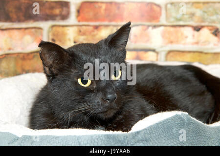 Portrait of a black tabby cat with yellow eyes laying in pet bed looking to viewers right. Rusty red brick wall background. Stock Photo