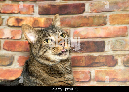 Portrait of a brown domestic tabby cat looking up to viewers right, mouth slightly open and curled up partially sticking out. Brick wall in the backgr Stock Photo