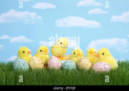 Fuzzy baby chicks in grass behind speckled eggs. One chick standing on eggs. Blue background sky with clouds. Stock Photo