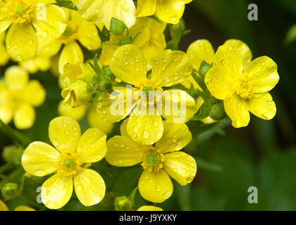 Ranunculus cortusifolius, also known as the Azores buttercup or Canary buttercup, is a plant species in the genus Ranunculus. Water drops on petals Stock Photo