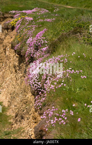 UK, Wales, Pembrokeshire, Solva, Pink thrift, Armeria maritima growing on cliff edge Stock Photo