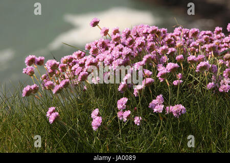 UK, Wales, Pembrokeshire, Solva, Pink thrift, Armeria maritima growing on cliff edge Stock Photo
