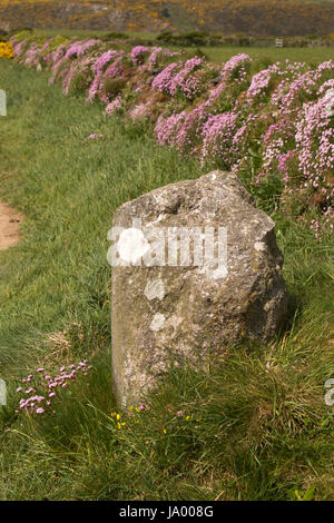 UK, Wales, Pembrokeshire, St Davids, lichen covered path marker rock amongst thrift, Armeria maritima wild flowers Stock Photo