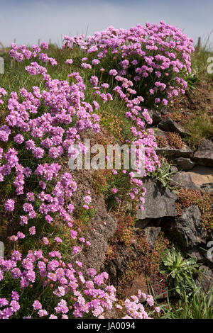 UK, Wales, Pembrokeshire, St Davids, Pink thrift, Armeria maritima growing in stone wall Stock Photo