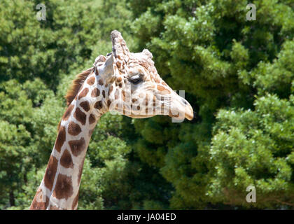 Portrait of a giraffe looking to viewers right. Tall green leafy trees in the background. Stock Photo