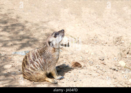 One Meerkat or suricate (Suricata suricatta), sitting on the ground in a curious position looking up to viewers right. Profile view. Stock Photo