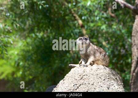 One Meerkat or suricate (Suricata suricatta), sitting on a rocky hill top looking out for danger. Looking towards viewers right. Stock Photo