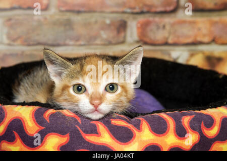 Portrait of one calico kitten laying in a brightly colored bed, chin resting on the side of the bed looking directly at viewer. Brick wall background. Stock Photo