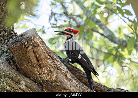 An adult male southern pileated woodpecker hunts for insects on a live oak tree in Mount Pleasant, South Carolina. The crow sized bird is the second largest woodpecker in North America. Stock Photo