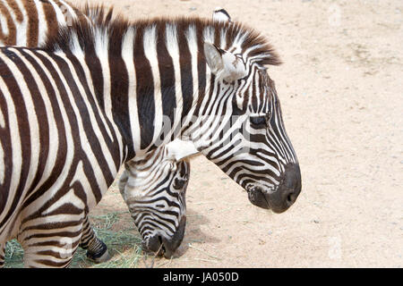 Two zebras eating hay off the dusty ground. Zebras are several species of African equids (horse family) united by their distinctive black and white st Stock Photo