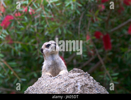 One meerkat peeking out of a hole in a rocky hill looking out for predators. The meerkat or suricate (Suricata suricatta) is a small carnivoran in the Stock Photo
