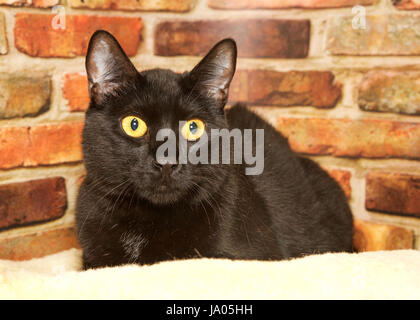 portrait of one black cat with golden yellow eyes crouched down on a sheepskin bed looking to viewers right, brick wall background. Stock Photo