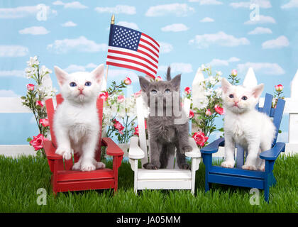 Three kittens sitting in wood chairs, red white and blue on green grass, white picket fence background with flowers, sky, flag waving in air. Patrioti Stock Photo