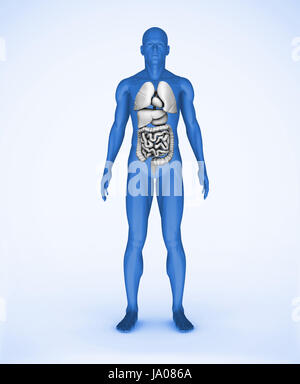 Blue digital human standing with visible organs Stock Photo