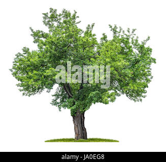 exempted mulberry against white background Stock Photo