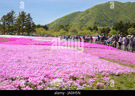 NISHIYAMA, JAPAN- 11 MAY. 2015: People and tourist from Tokyo and other cities or international come to Mt. Fuji and enjoy the cherry blossom at sprin Stock Photo