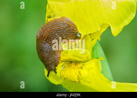 Slug eating flower of Yellow flag Iris Stock Photo