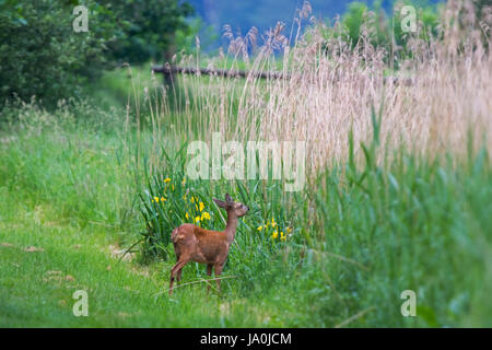 Roe deer eating Stock Photo