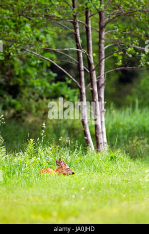 Young Roe deer buck sleeping in grass Stock Photo