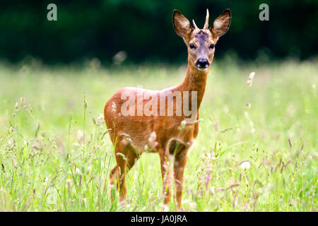 Young Roe deer buck Stock Photo